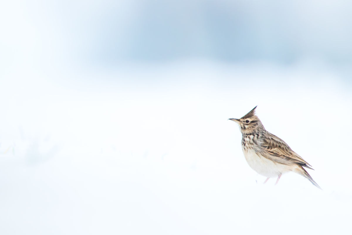 Koncz-Bisztricz Tamás