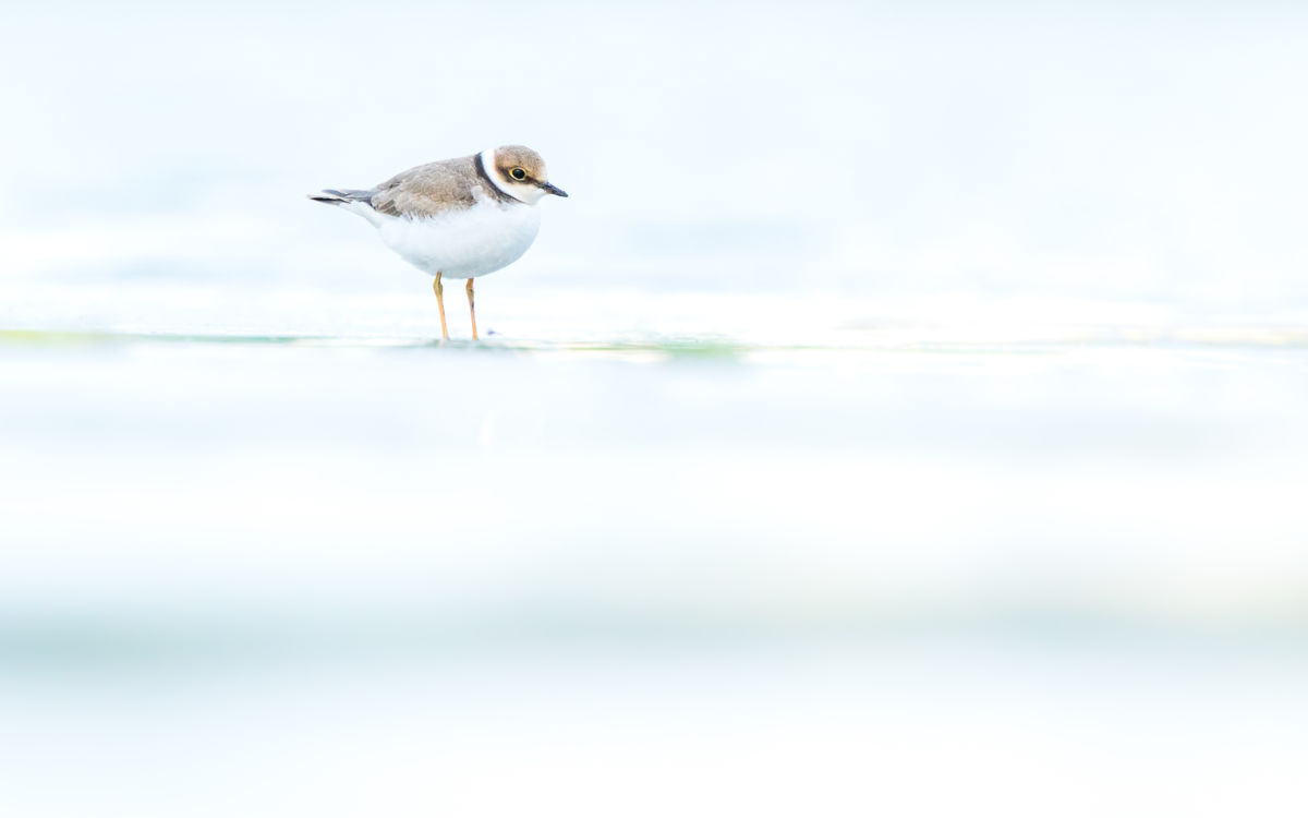 Koncz-Bisztricz Tamás