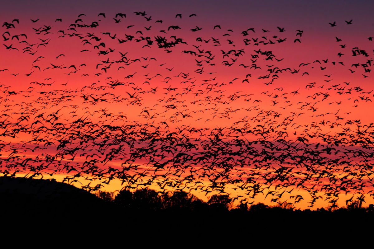 Gyenti-Kálvin Kinga