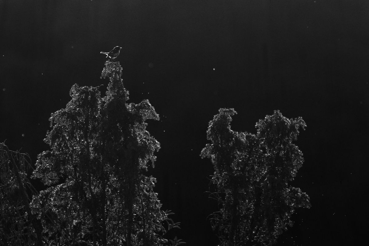 Koncz-Bisztricz Tamás