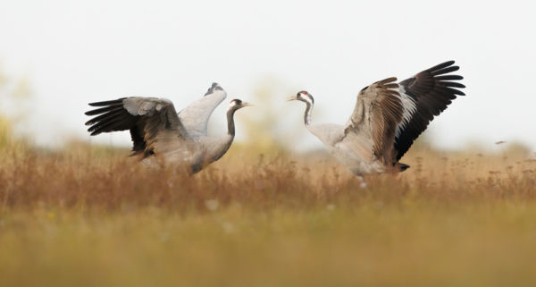 Egyenrangú küzdelem