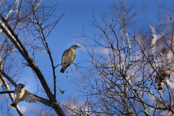 Csonttollúak között