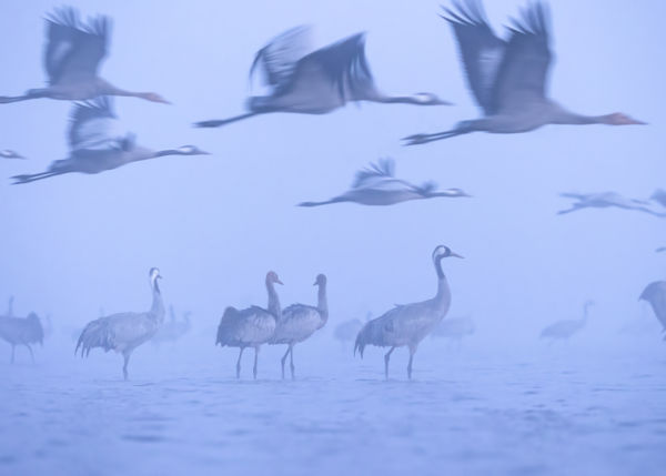 Hajnali Szárnyalás