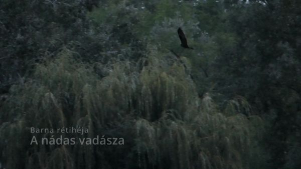 A nádas vadásza