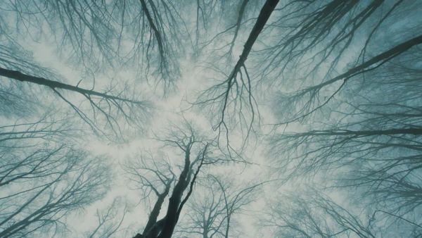 Az erdő másik arca