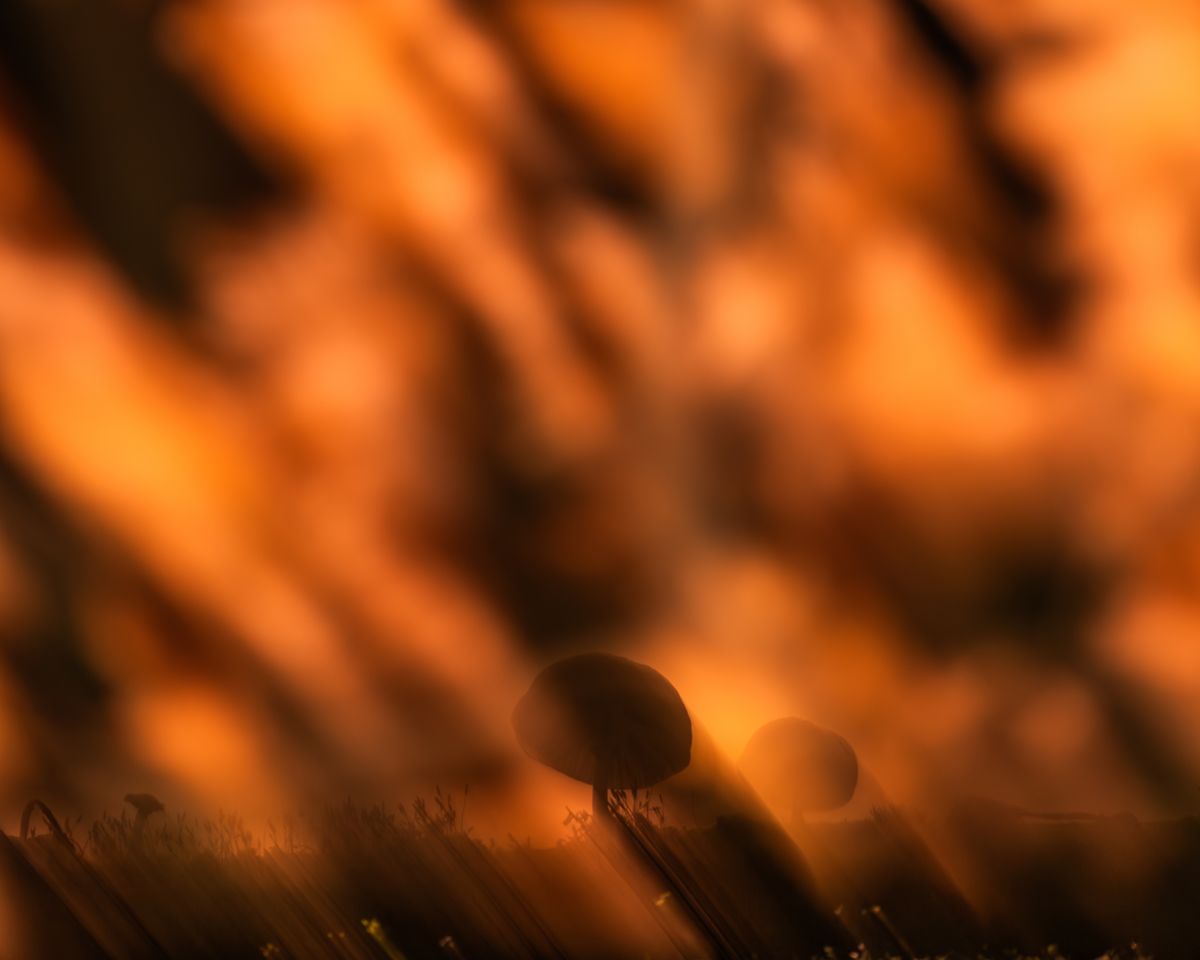 Kovács Dániel Csaba