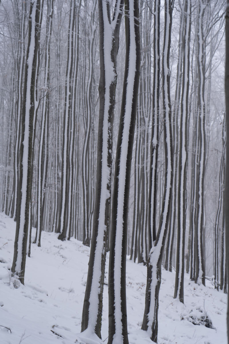 Kovács Dániel Csaba