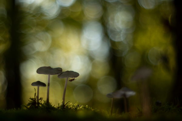 Az élet az erdőben