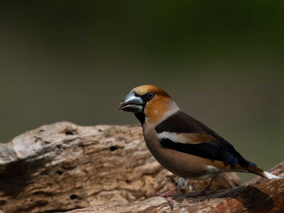 Schneider-Kiss Alexandra