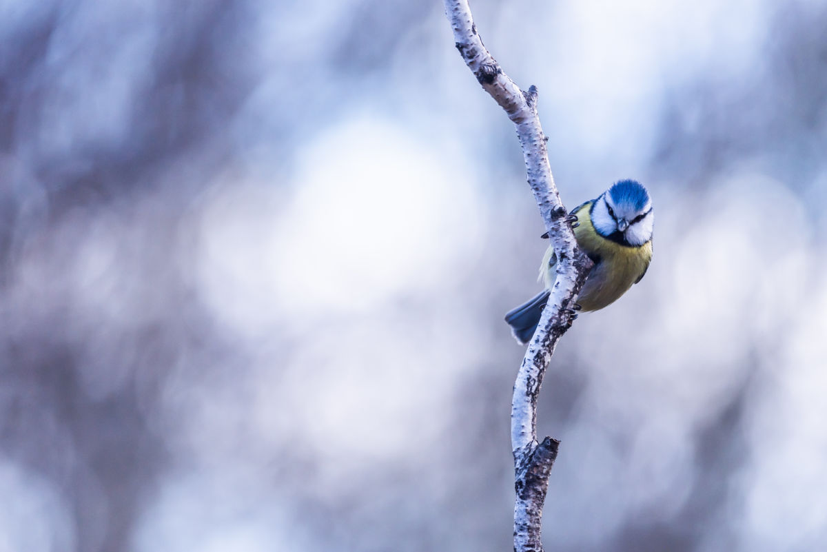 Darányiné Bakos Éva