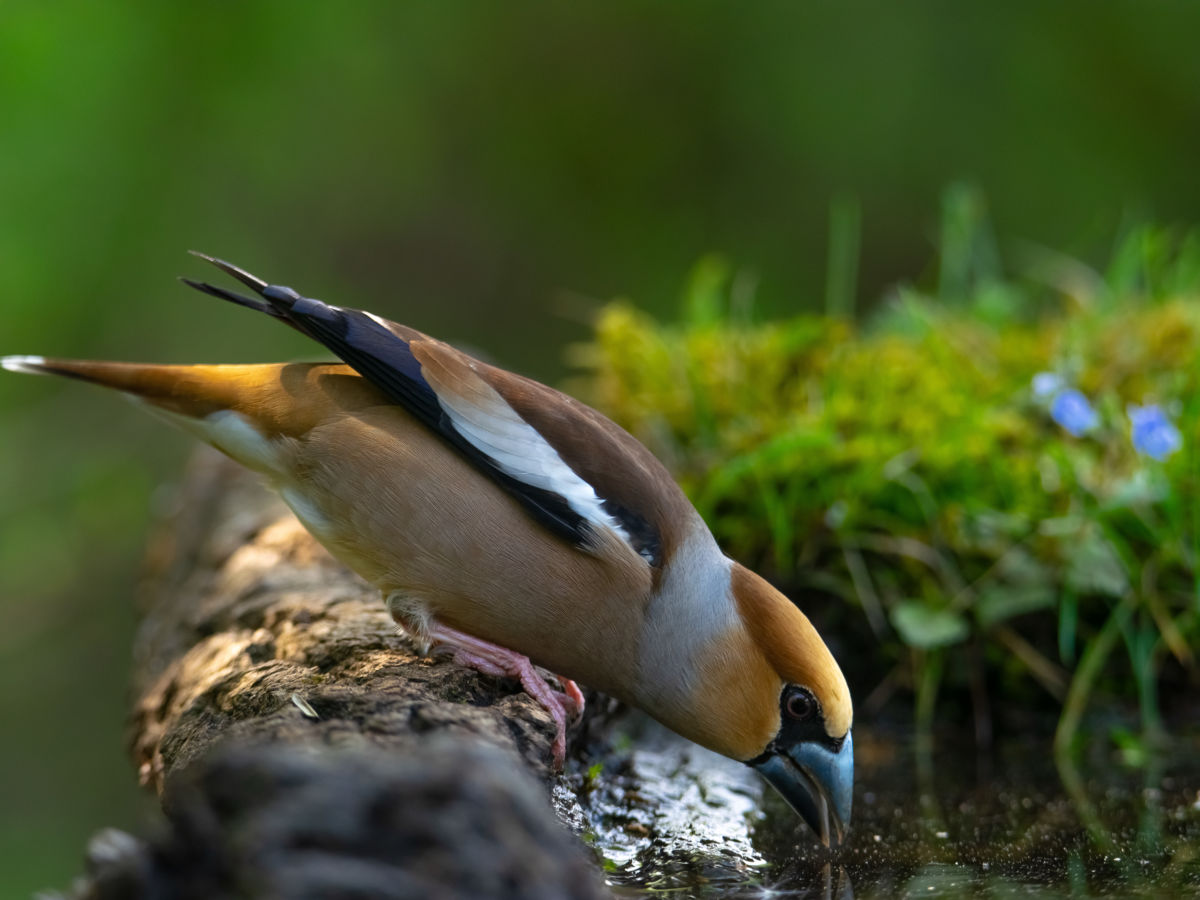 Schneider-Kiss Alexandra
