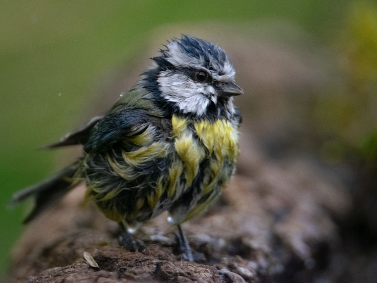 Schneider-Kiss Alexandra