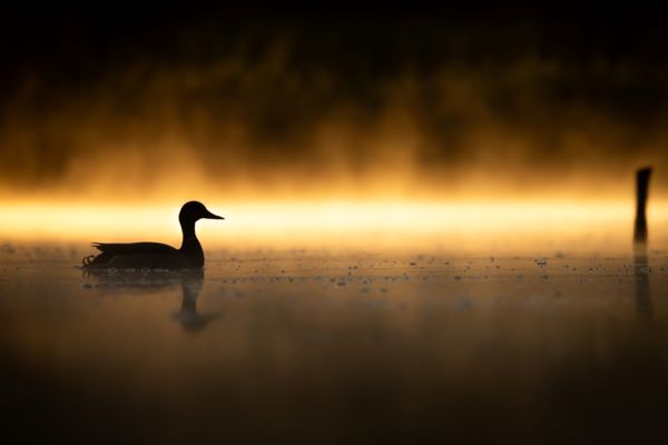 A hajnal lángjaiban