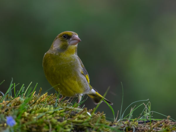 Feszült hangulatban