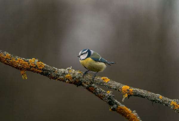 Egy hűvös őszi reggelen