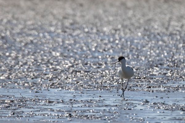 Az Ezüst-tó kincse