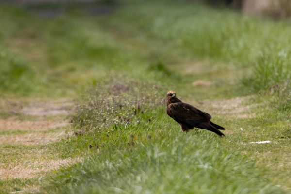 Útonálló sötét alak