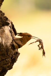 Odúd, majdan sírod is