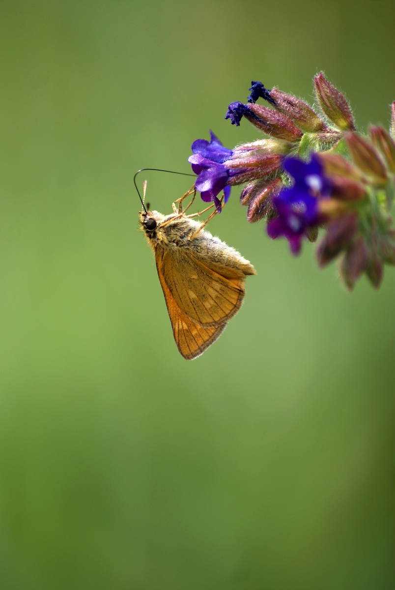 Laczkó-Magyar György