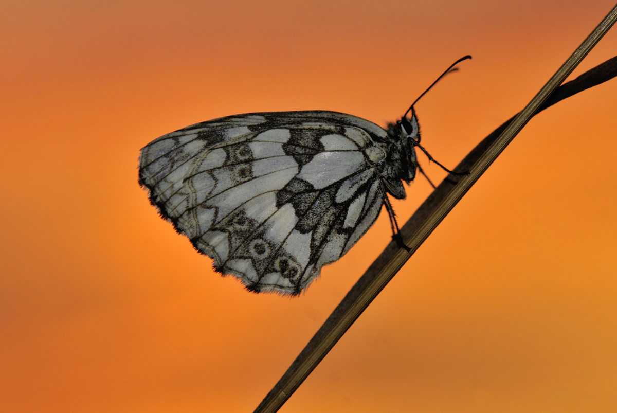 Gaál Zoltán Péter