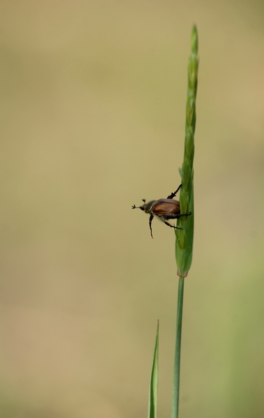 Na ezt csináljátok utánam!