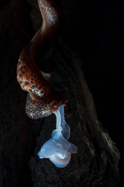 Az ártér rózsája