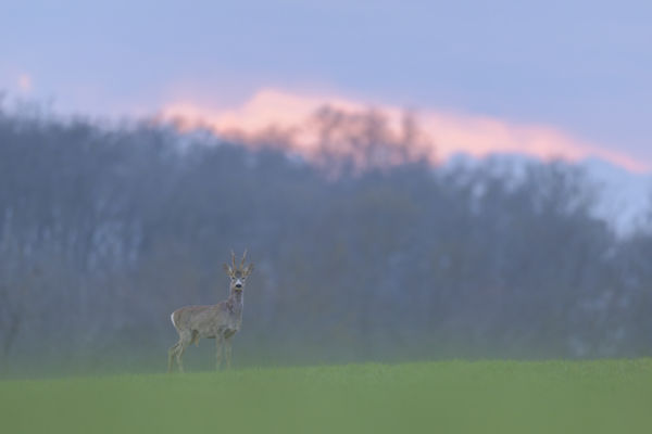 Őzbak naplementében