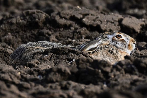 Tavasszal ültess nyulat !