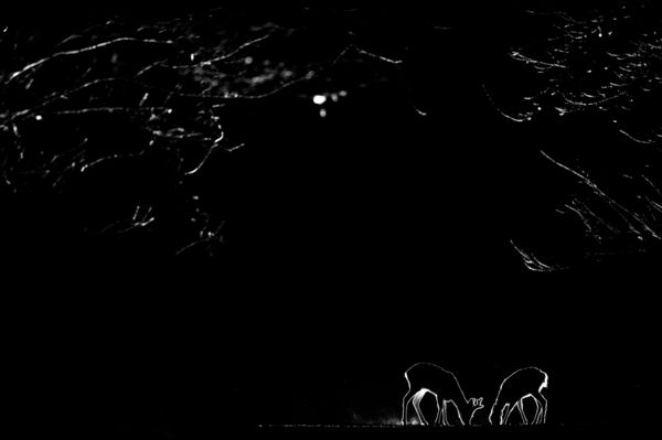 Vadregényes randevú