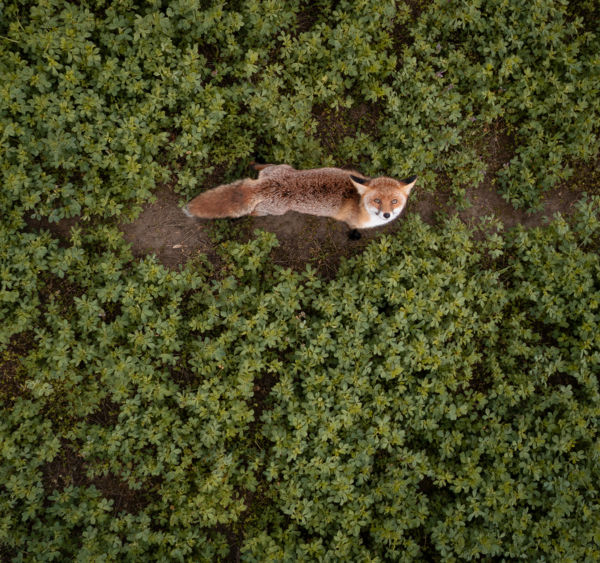 A Drón és a Róka kalandja