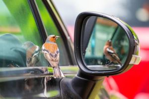 Képzelt riválisok Képzelt riválisok