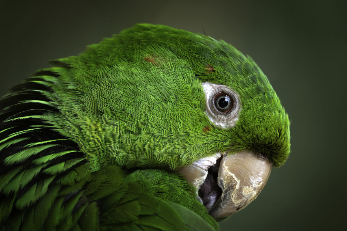 Bernáth Sándor dr. 