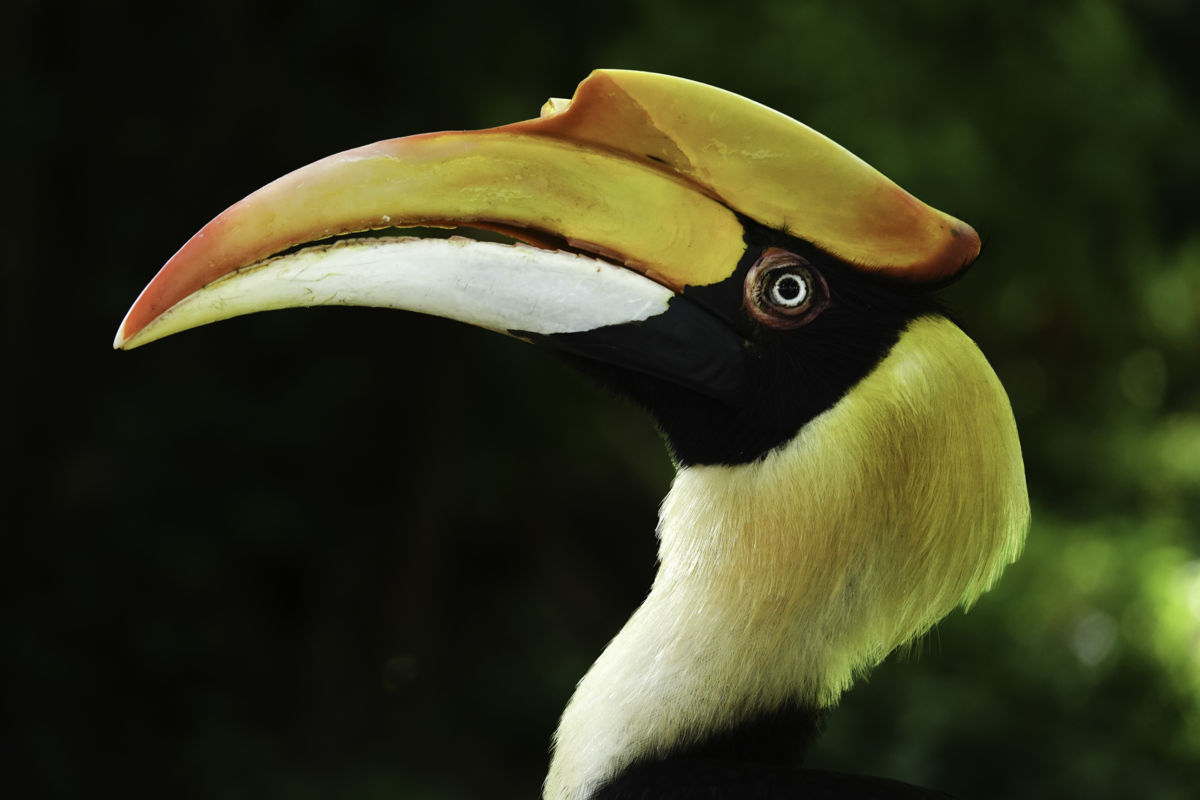 Bernáth Sándor dr.