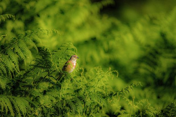 Páfrányok között