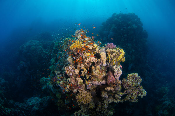 Vízalatti csodavilág