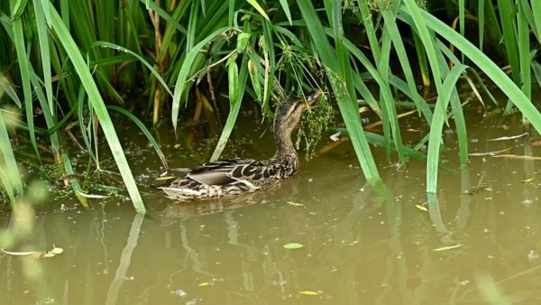 Egy kacsa család története