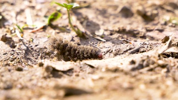 Az erdő apró lakói