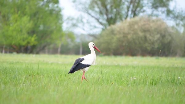 Hajta-mocsár Természetvédelmi terület