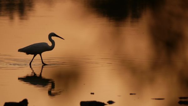 Halat, s mi jó falat