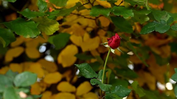 Az ősz búcsúzása