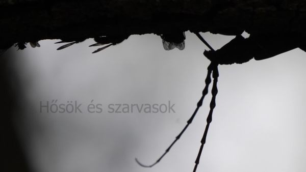 Hősök és szarvasok