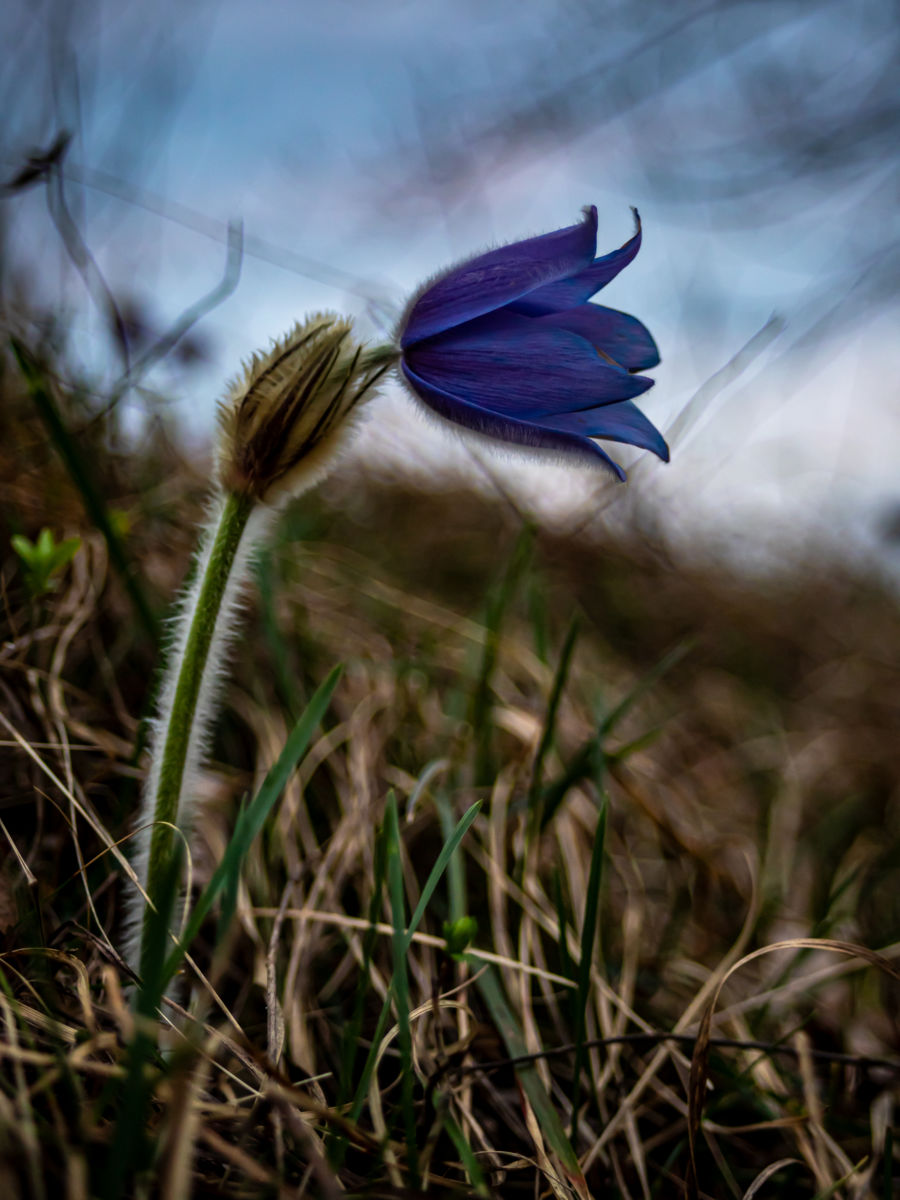 Germán Szilveszter Tibor