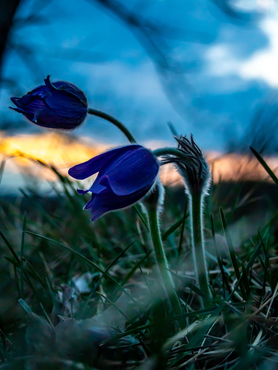 Germán Szilveszter Tibor
