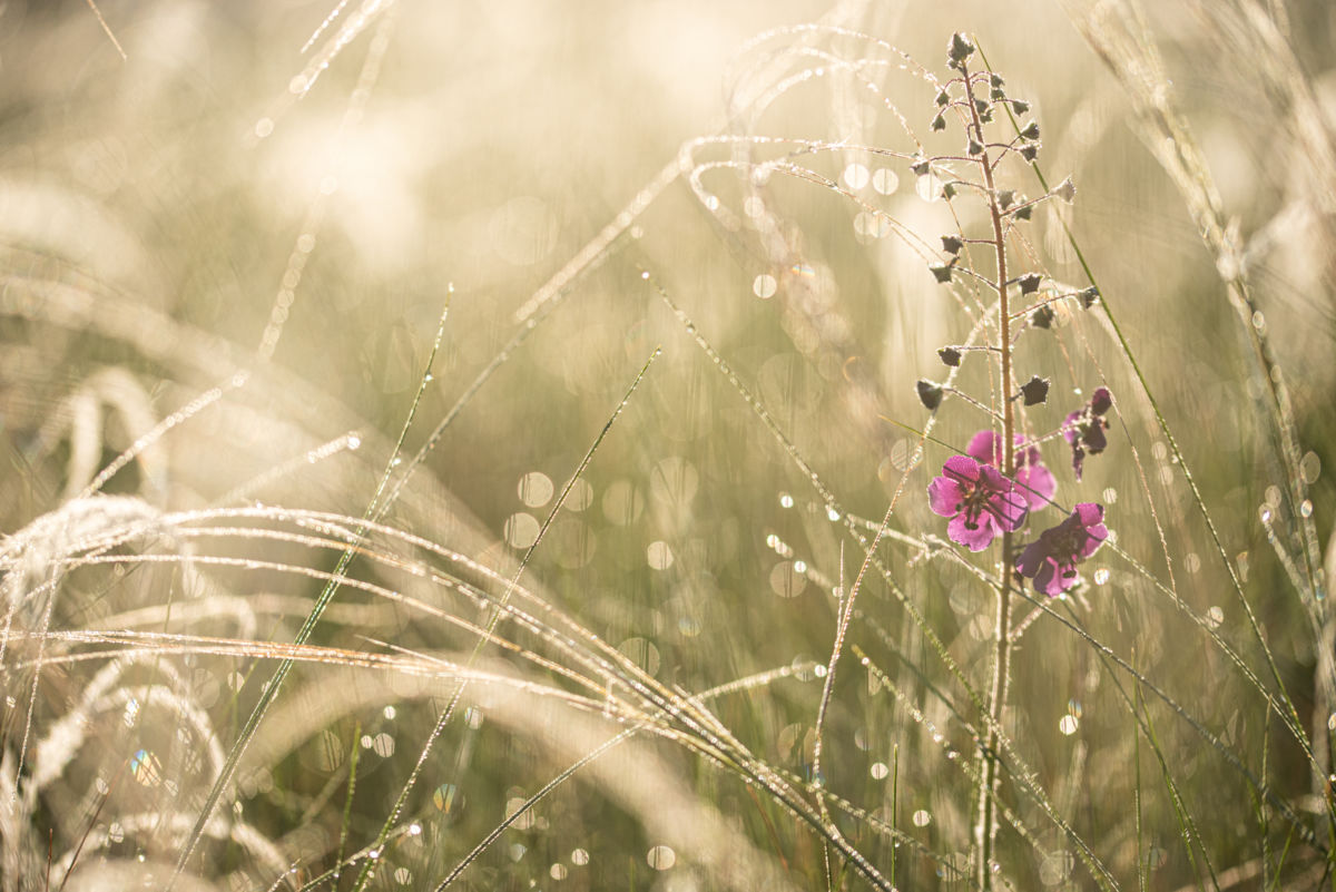 Darányiné Bakos Éva