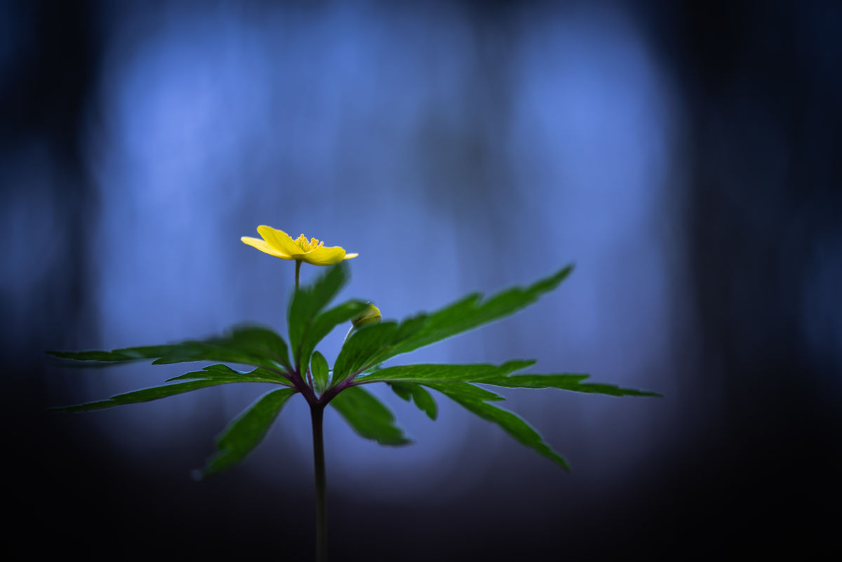 Darányiné Bakos Éva