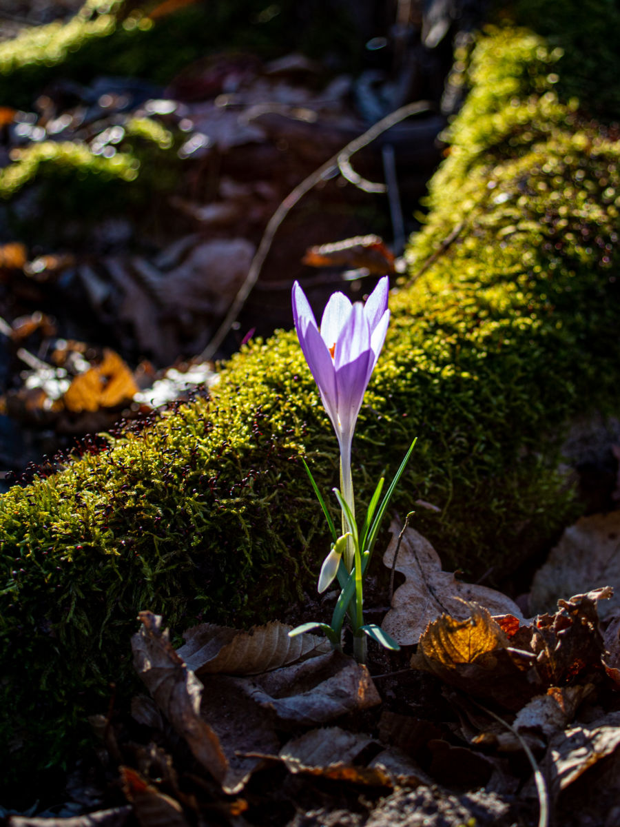 Germán Szilveszter Tibor