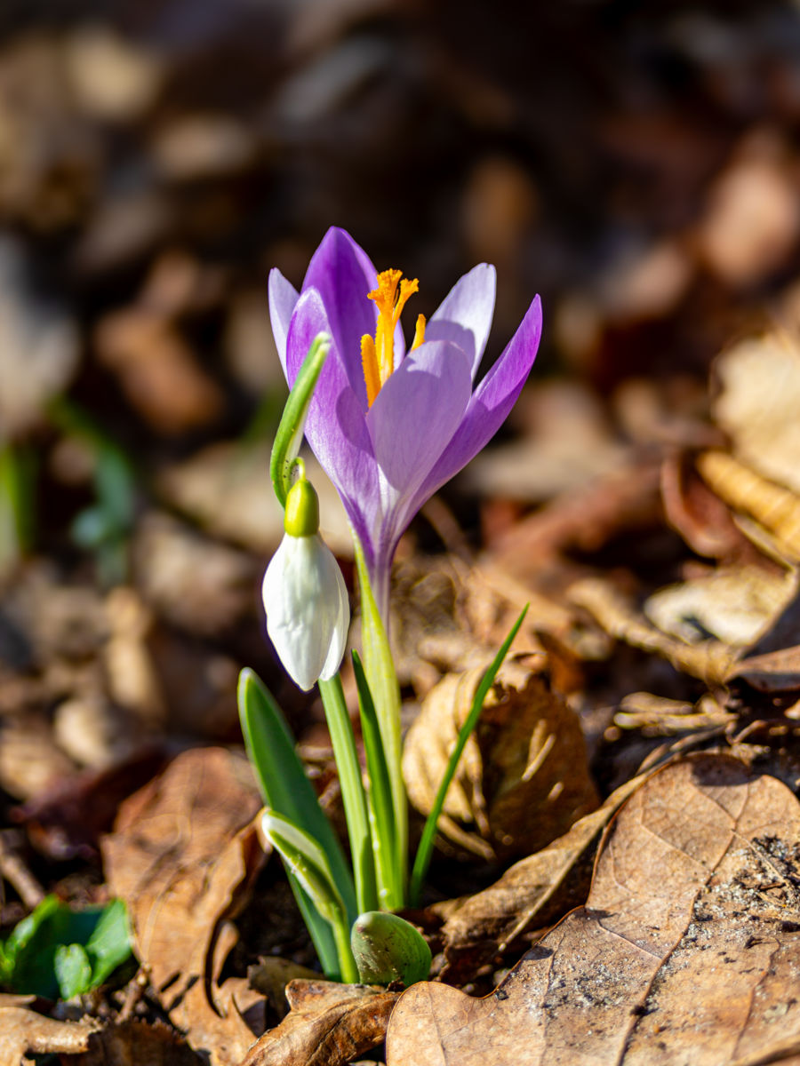 Germán Szilveszter Tibor