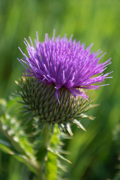 A búzatábla szélén