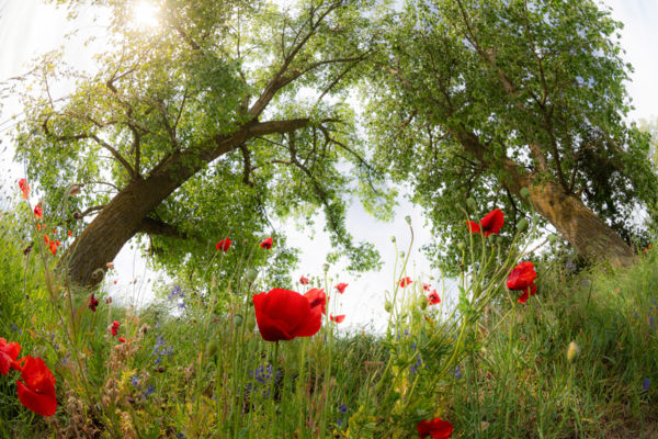 Futnak a pipacsok az ég felé