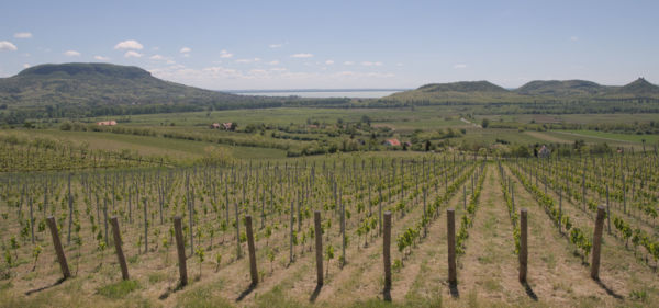 Látkép a szőlőhegyről